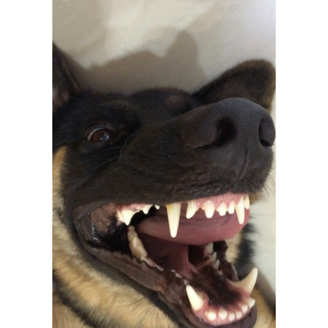 German Shepherd with clean teeth